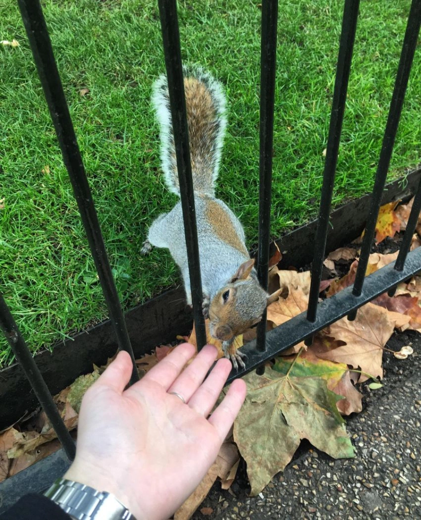 Wildlife Control Mississauga