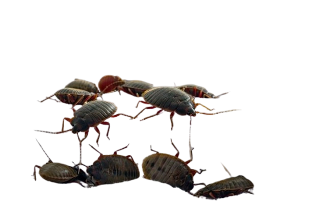 Cockroaches