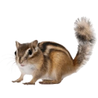 Chipmunk