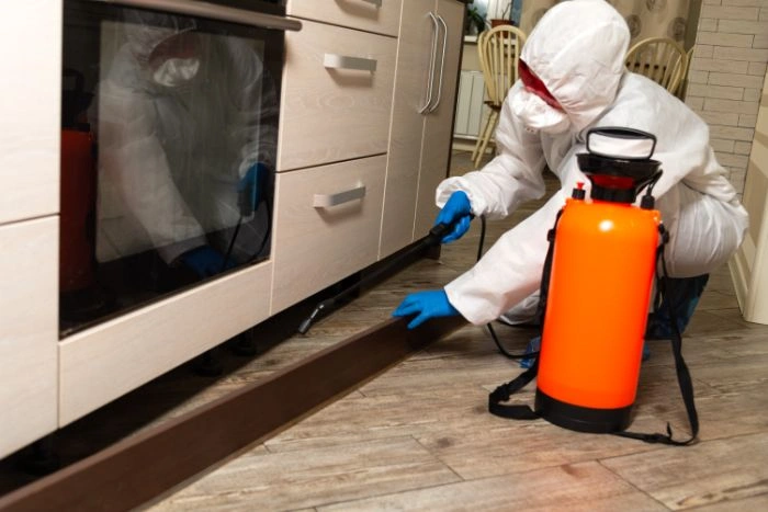 Mouse Removal Etobicoke