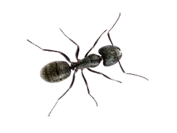 ANTS