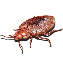 BED BUGS