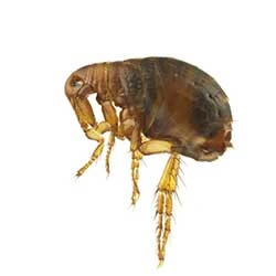 FLEAS