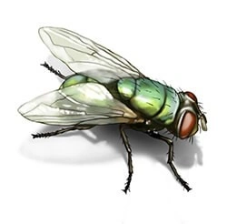 FLIES