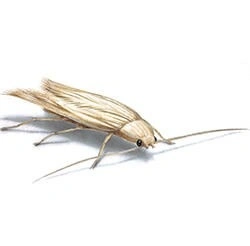 MOTHS
