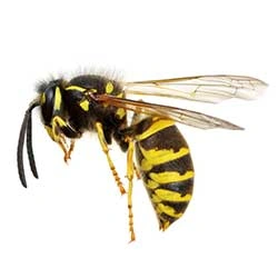 BEES