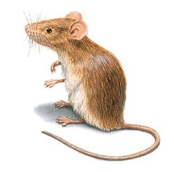 RODENTS