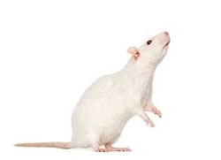 Rats