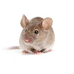 Mice