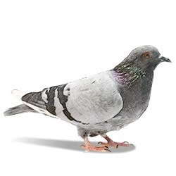 birdS