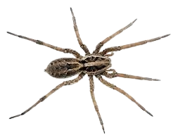 SPIDERS
