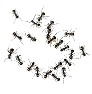 PAVEMENT ANTS