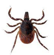 TICKS