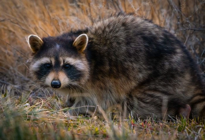 Raccoon Control Brampton