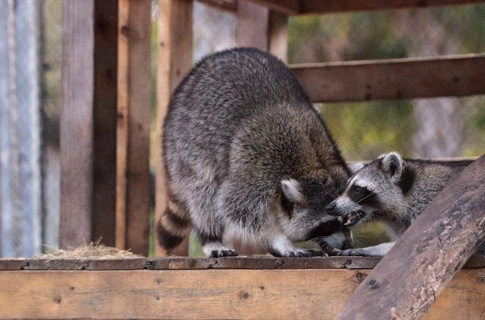 Raccoon Control Etobicoke