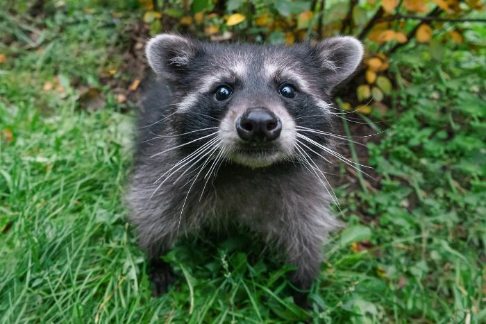 Raccoon Control Oakville