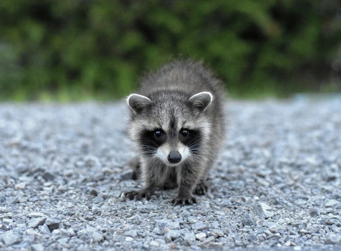 Raccoon Control Vaughan