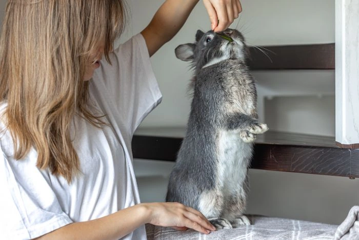 Raccoon Removal Brampton