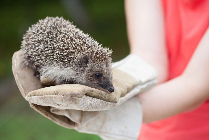 Raccoon Removal Oakville