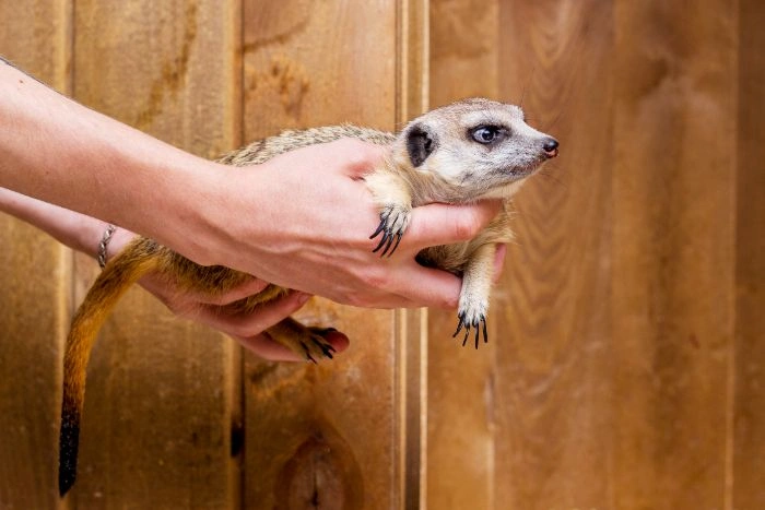 Raccoon Removal Vaughan