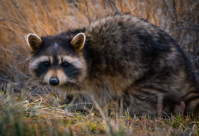 Raccoon Control Milton