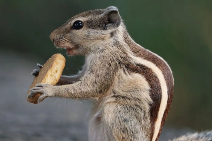 Rodent Control Brampton