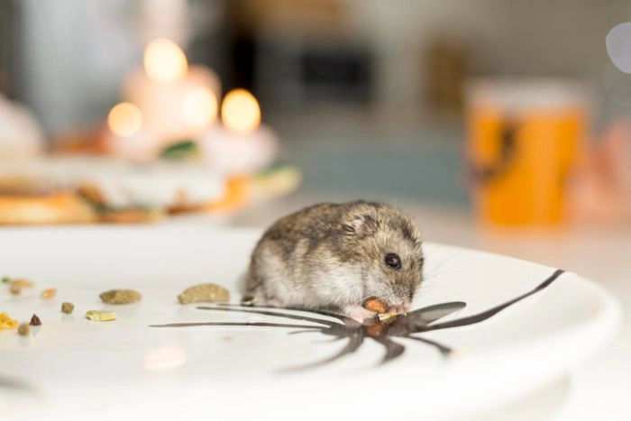 Rodent Removal Etobicoke