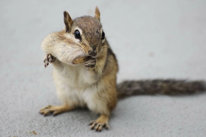 Rodent Removal Oakville