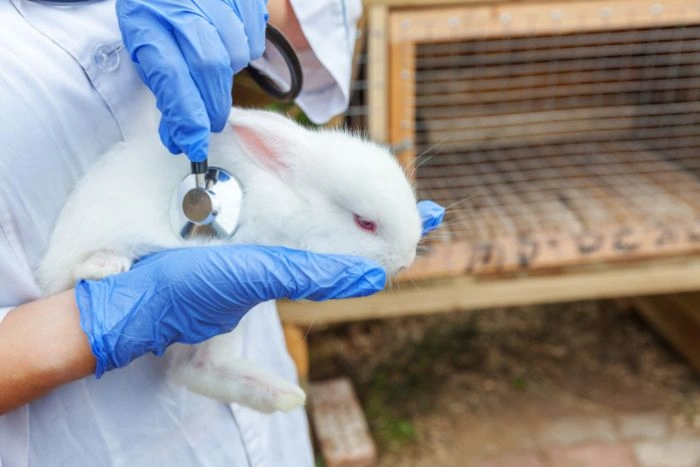 Rodent Exterminator Etobicoke