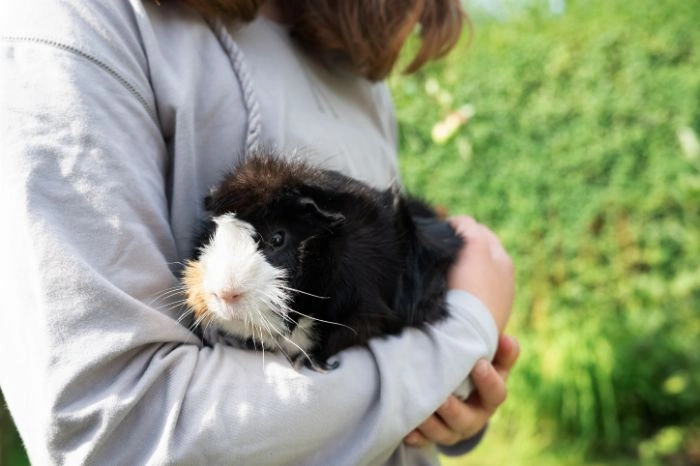 Skunk Removal Vaughan