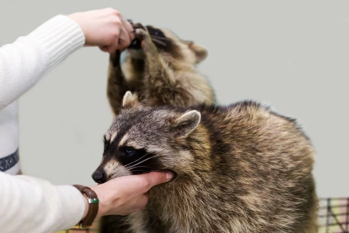 Skunk Removal Milton