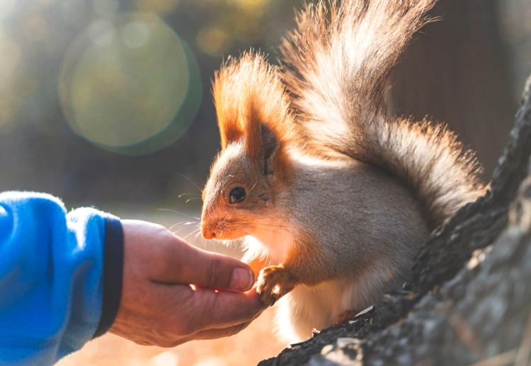 Squirrel Removal Mississauga