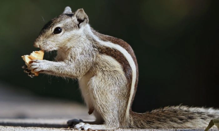 Squirrel Control Brampton