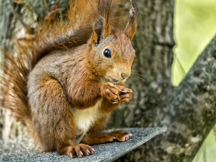 Squirrel Control Vaughan