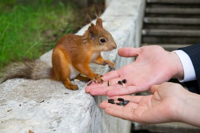 Squirrel Removal Brampton