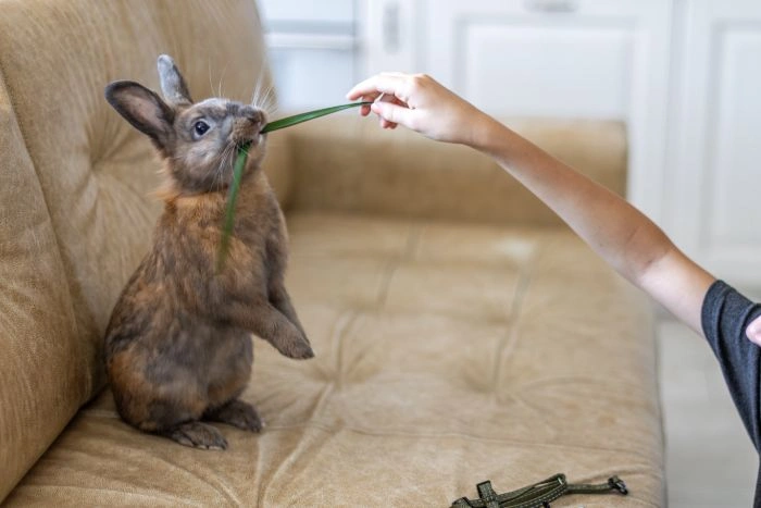 Squirrel Removal Etobicoke