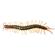 CENTIPEDES AND MILLIPEDES