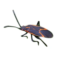 BOXELDER BUG