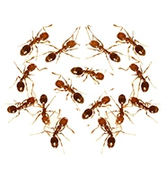 PHARAOH ANTS