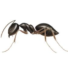 Ants