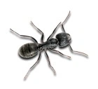 BLACK ANTS