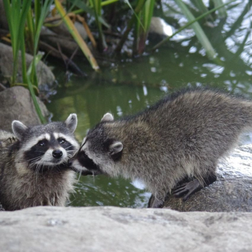 Raccoons & Skunks