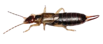 EARWIGS