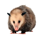 OPOSSUMS