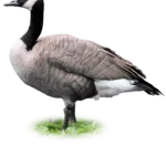 GEESE