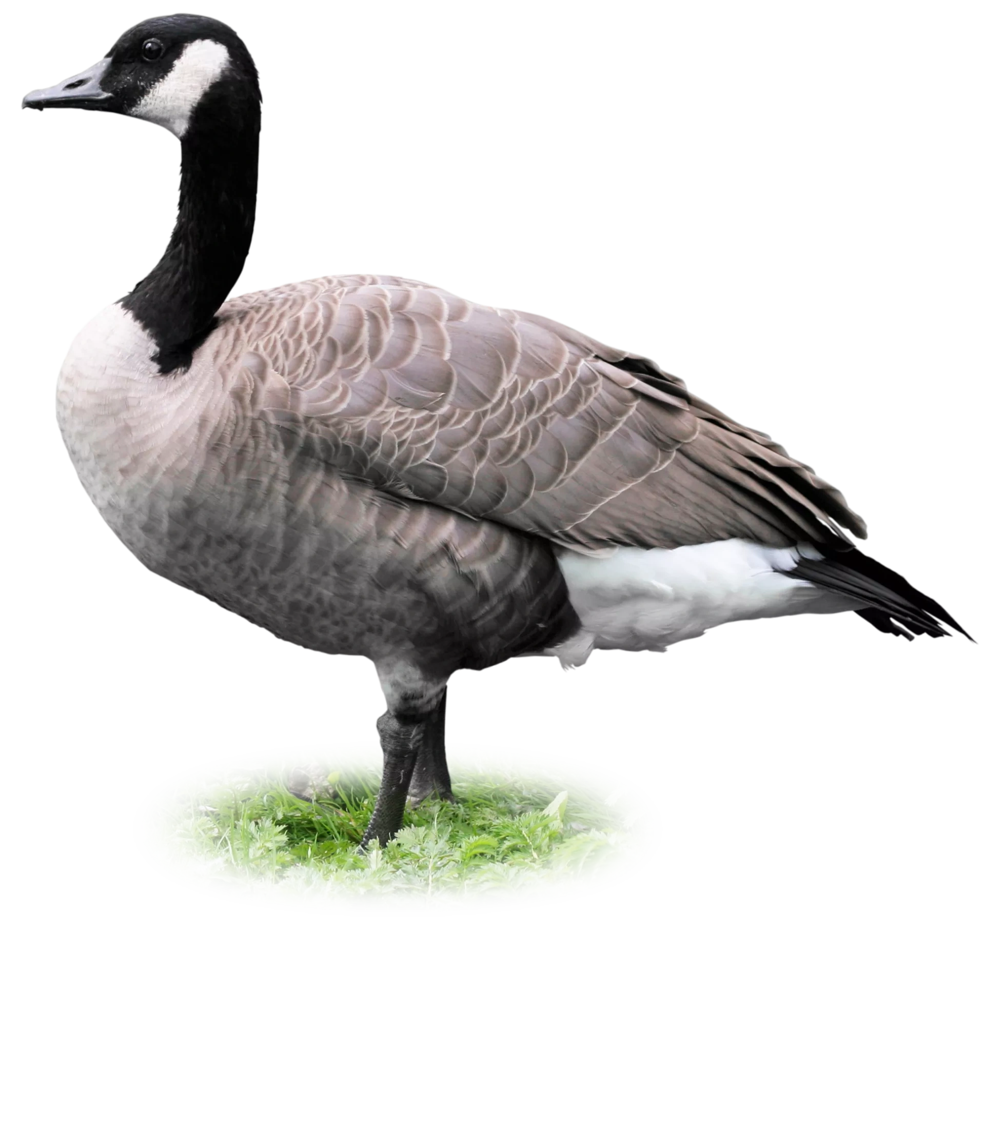 GEESE