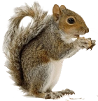 SQUIRREL