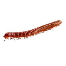 MILLIPEDES