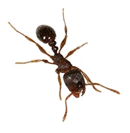 CARPENTER ANTS