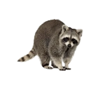 RACCOON